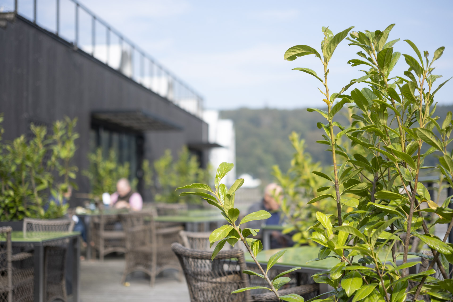 Hyggelig terrasse med grønne planter hos Remouladen i Vejle.